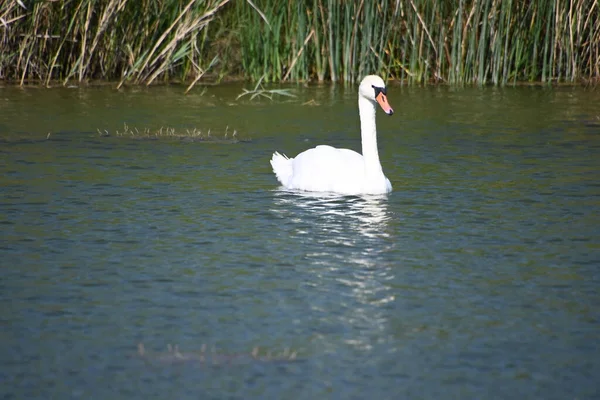 Hermoso Cisne Blanco Nadando Superficie Del Agua Del Lago Día —  Fotos de Stock