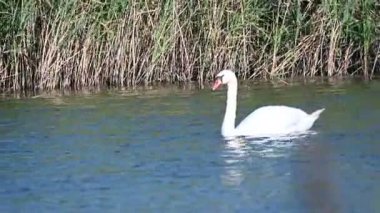 Yaz günü göl suyunda yüzen güzel bir kuğu. 