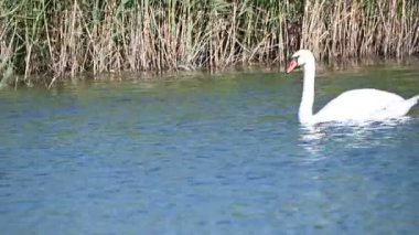 Yaz günü göl suyunda yüzen güzel bir kuğu. 
