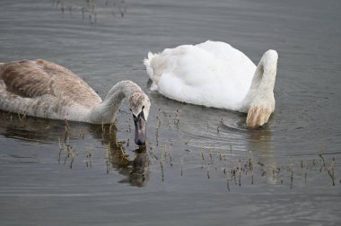 Güzel kuğular yaz günü göl suyunda yüzerler. 