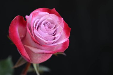 Koyu arkaplanda güzel bir gül, yaz konsepti, yakın görüş  