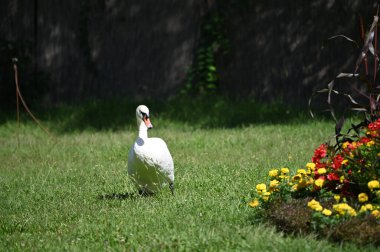 Yaz günü yeşil çimlerde güzel şirin bir kuğu 