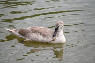 Yaz günü göl suyunda yüzen güzel bir kuğu. 