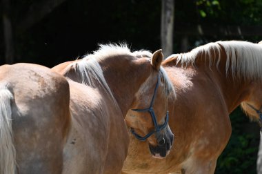 Sonbaharda parktaki atlar