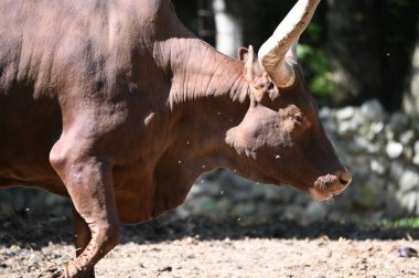 Güneşli bir günde hayvanat bahçesinde dinlenen tatlı bir öküz.