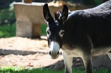 Şirin ve komik eşek hayvanat bahçesinde otluyor.