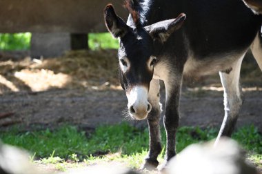Şirin ve komik eşek hayvanat bahçesinde otluyor.