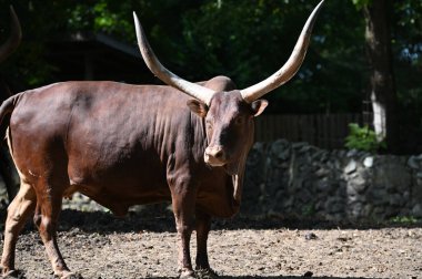 Güneşli bir günde hayvanat bahçesinde dinlenen tatlı bir öküz.