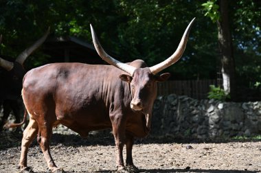 Güneşli bir günde hayvanat bahçesinde dinlenen tatlı bir öküz.