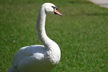 Yaz günü yeşil çimlerde güzel şirin bir kuğu 