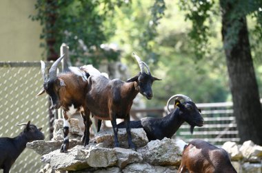 Keçiler parkta otluyor.