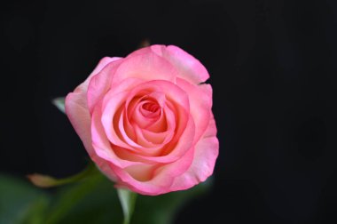 Koyu arkaplanda güzel bir gül, yaz konsepti, yakın görüş  