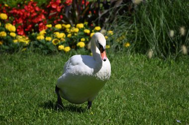 Yaz günü yeşil çimlerde güzel şirin bir kuğu 
