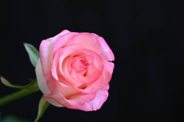 Koyu arkaplanda güzel bir gül, yaz konsepti, yakın görüş  