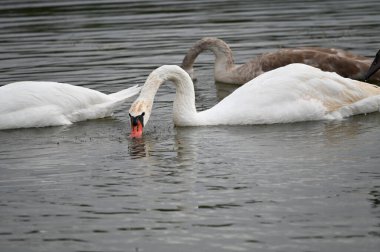 Güzel kuğular yaz günü göl suyunda yüzerler. 
