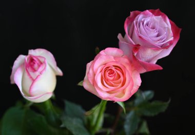 Koyu arkaplanda güzel güller, yaz konsepti, yakın manzara  