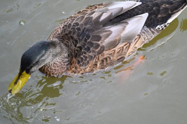 Güzel beyaz ördek yaz günü göl yüzeyinde yüzüyor. 