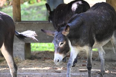 Hayvanat bahçesinde otlayan sevimli ve komik eşekler.