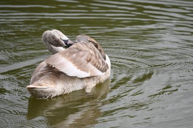 Yaz günü göl suyunda yüzen güzel bir kuğu. 