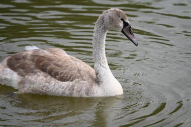 Yaz günü göl suyunda yüzen güzel bir kuğu. 