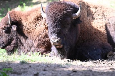 Yaşam alanındaki bufalo boğaları, yakın görüş.