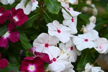 Güneşli yaz gününde bahçede yetişen güzel çiçekler. 