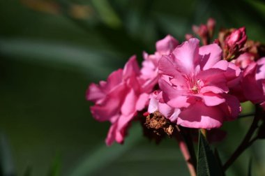 Güneşli yaz gününde bahçede yetişen güzel çiçekler. 