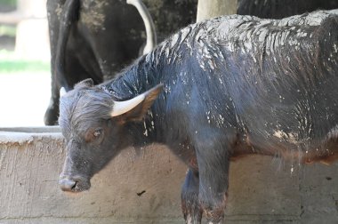 Güneşli bir günde hayvanat bahçesinde dinlenen tatlı bir öküz.
