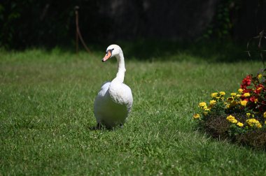 Yaz günü yeşil çimlerde güzel şirin bir kuğu 