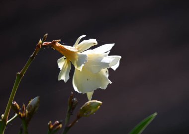 Güneşli yaz gününde bahçede yetişen güzel çiçekler. 
