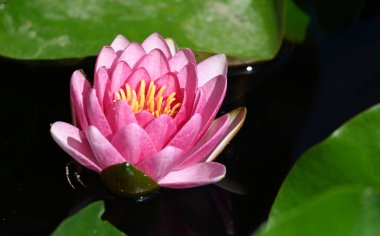 Güzel çiçek açan nilüfer çiçekleri yaz günü gölette büyür. 