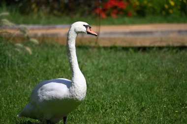 Yaz günü yeşil çimlerde güzel şirin bir kuğu 