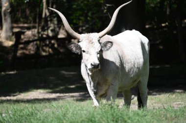 Güneşli bir günde hayvanat bahçesinde dinlenen tatlı bir öküz.
