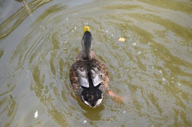 Güzel beyaz ördek yaz günü göl yüzeyinde yüzüyor. 