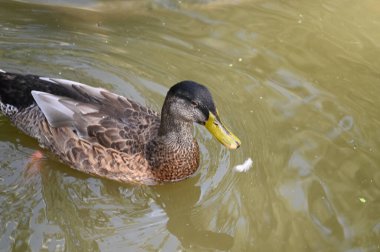 Güzel beyaz ördek yaz günü göl yüzeyinde yüzüyor. 