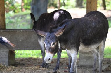 Hayvanat bahçesinde otlayan sevimli ve komik eşekler.