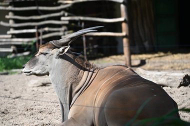 Antiloplar bahçede otluyor.