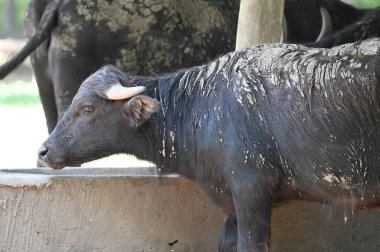 Güneşli bir günde hayvanat bahçesinde dinlenen tatlı bir öküz.