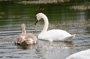 Güzel kuğular yaz günü göl suyunda yüzerler. 