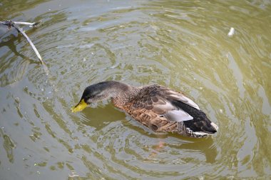 Güzel beyaz ördek yaz günü göl yüzeyinde yüzüyor. 