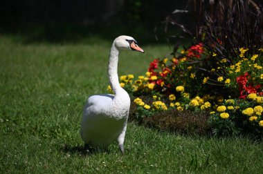 Yaz günü yeşil çimlerde güzel şirin bir kuğu 
