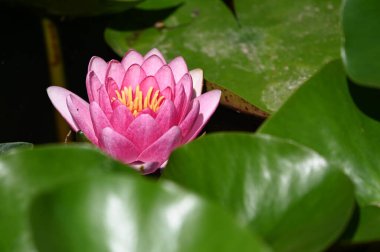 Güzel çiçek açan nilüfer çiçekleri yaz günü gölette büyür. 