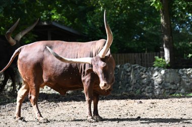 Güneşli bir günde hayvanat bahçesinde dinlenen tatlı bir öküz.