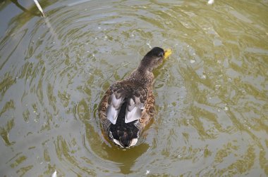 Güzel beyaz ördek yaz günü göl yüzeyinde yüzüyor. 