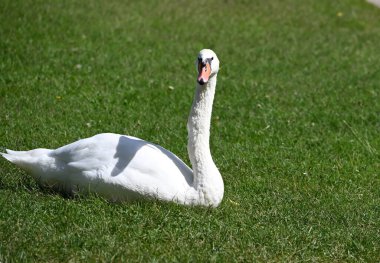 Yaz günü sahilde güzel şirin bir kuğu 