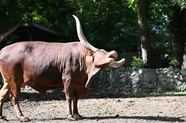 Güneşli bir günde hayvanat bahçesinde dinlenen tatlı bir öküz.