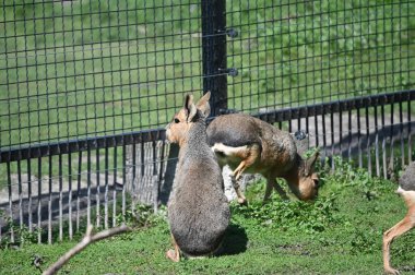 Güneşli bir günde hayvanat bahçesinde yeşil çimlerde otlayan patagonya maraları.
