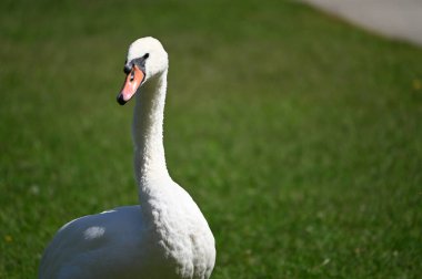 Yaz günü yeşil çimlerde güzel şirin bir kuğu 