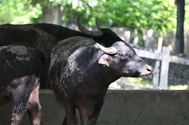 Yaşam alanındaki bufalo boğaları, yakın görüş.