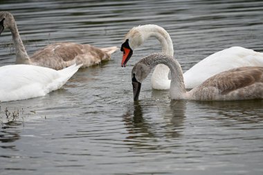 Güzel kuğular yaz günü göl suyunda yüzerler. 